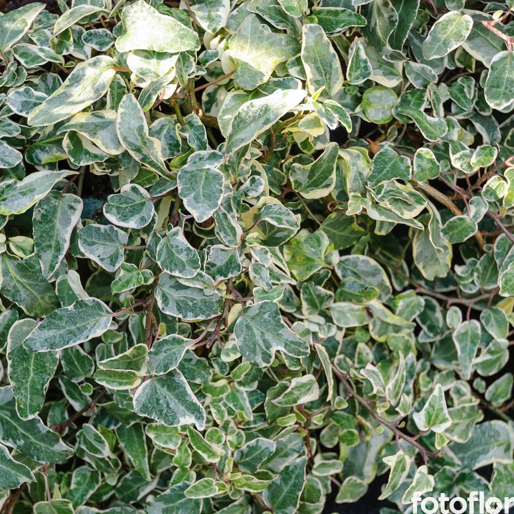 Hedera cobra 'Jubilee' pot de 2L