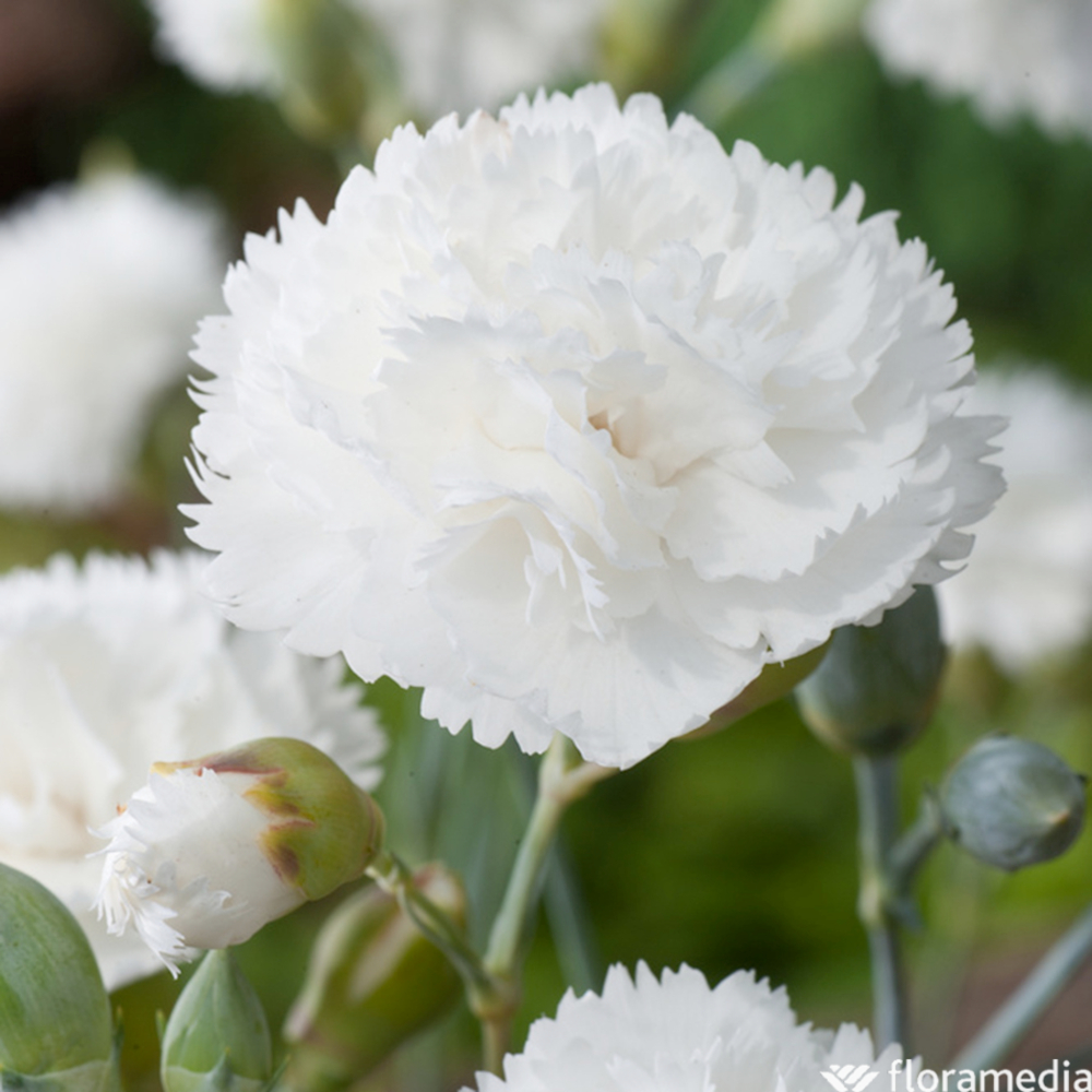 Dianthus : coupe D. 23cm
