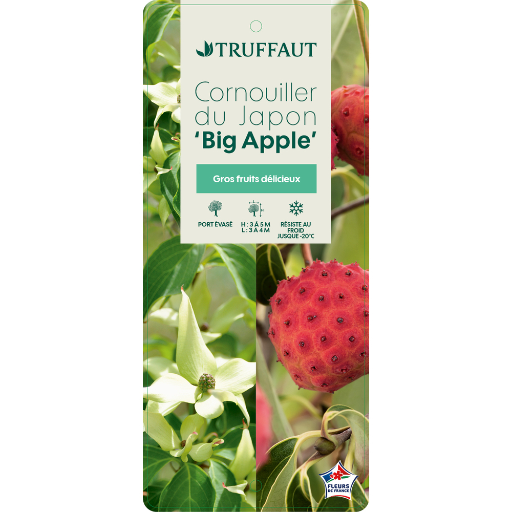 Cornus kousa 'Big Apple' pot 15L