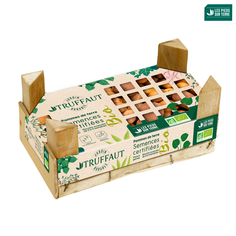 Plants de pommes de terre 'Cephora' Bio en clayette x60