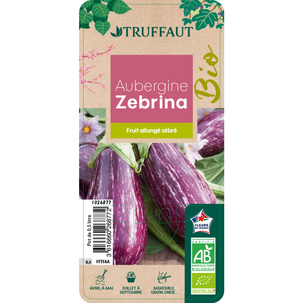 Plant d'Aubergine 'Zebrina' AB Pot 0,50L