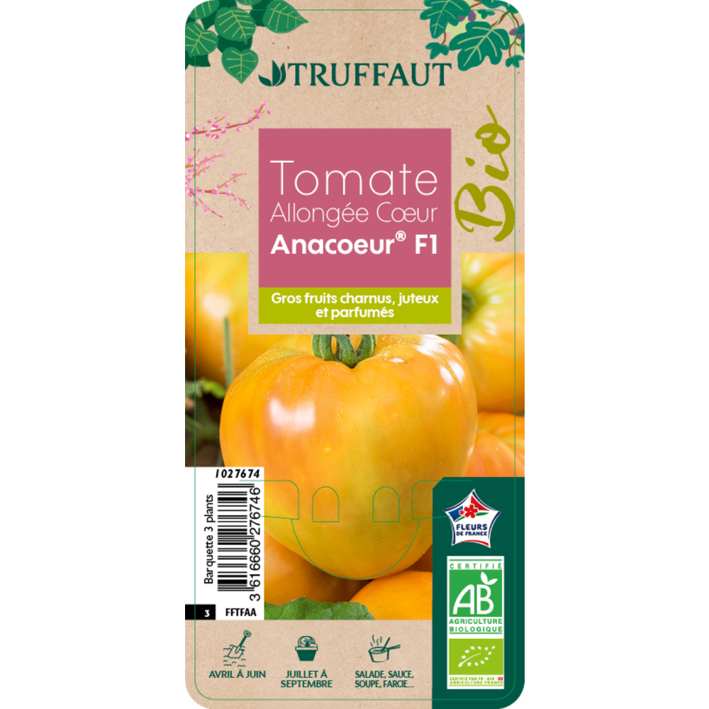 Plants de tomates 'Anacoeur' bio : barquette 3 plants