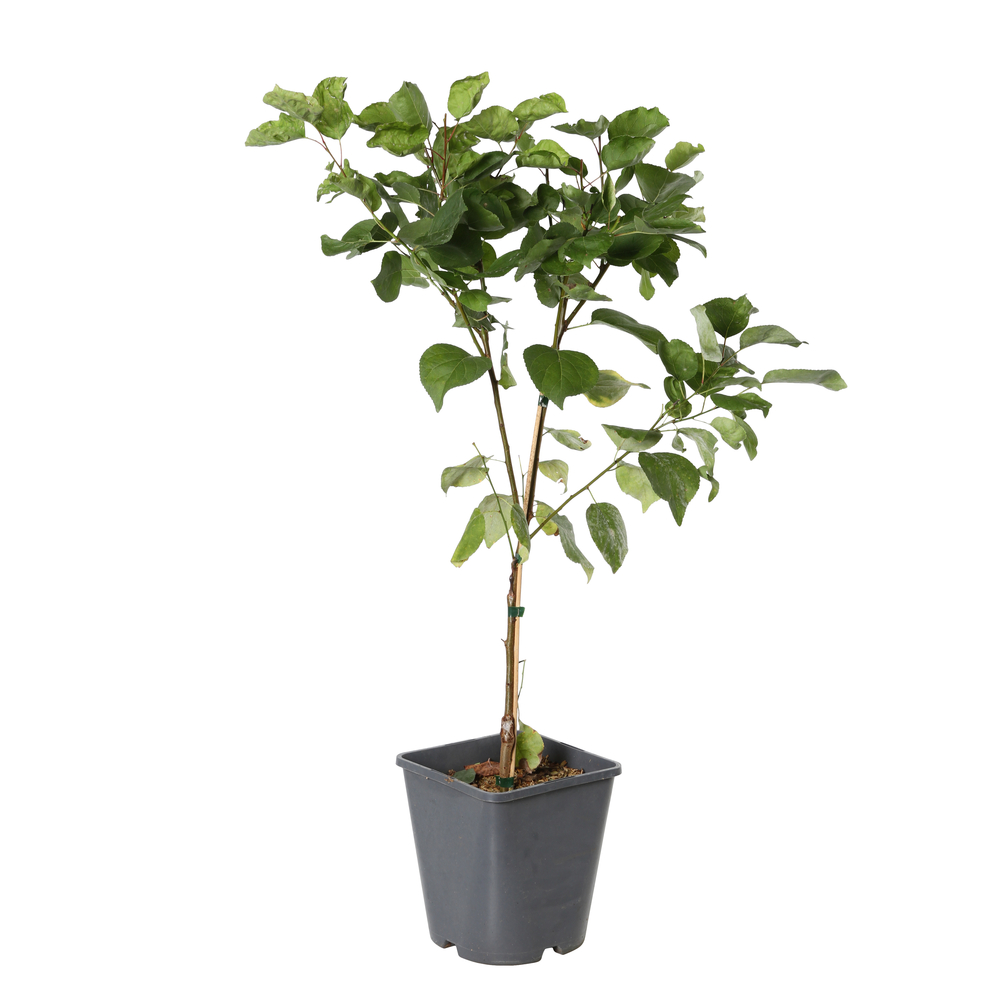Fruitier , variétés variables, Fruit Me : pot 4L