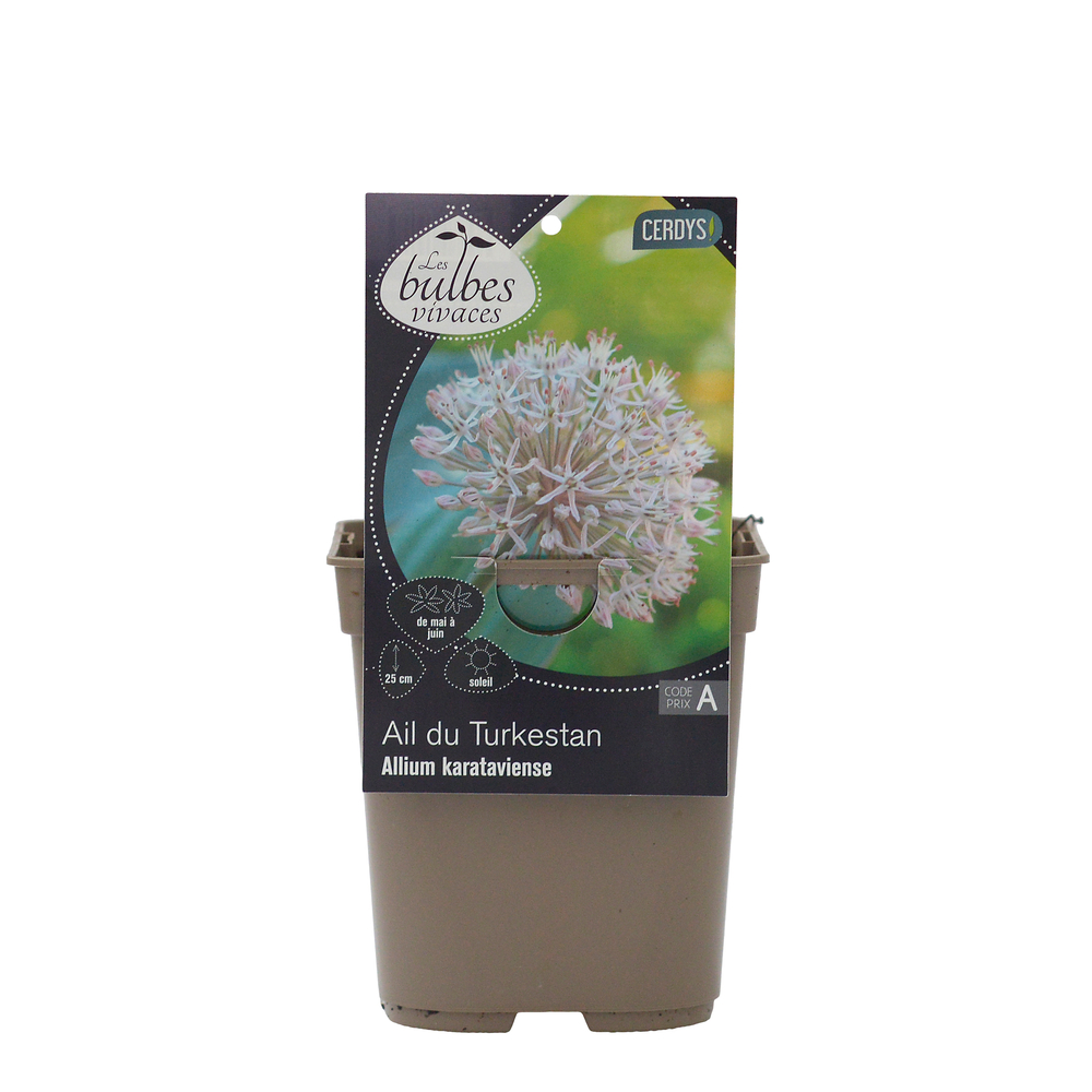 Allium 'Karataviense' : pot 1L