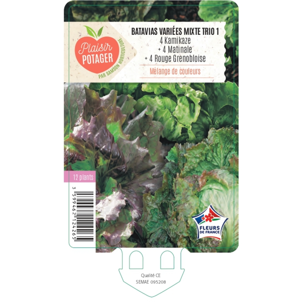 Batavia 'Rouge Grenobloise' + 'Matinale' + 'Kamikaze' : 12 plants