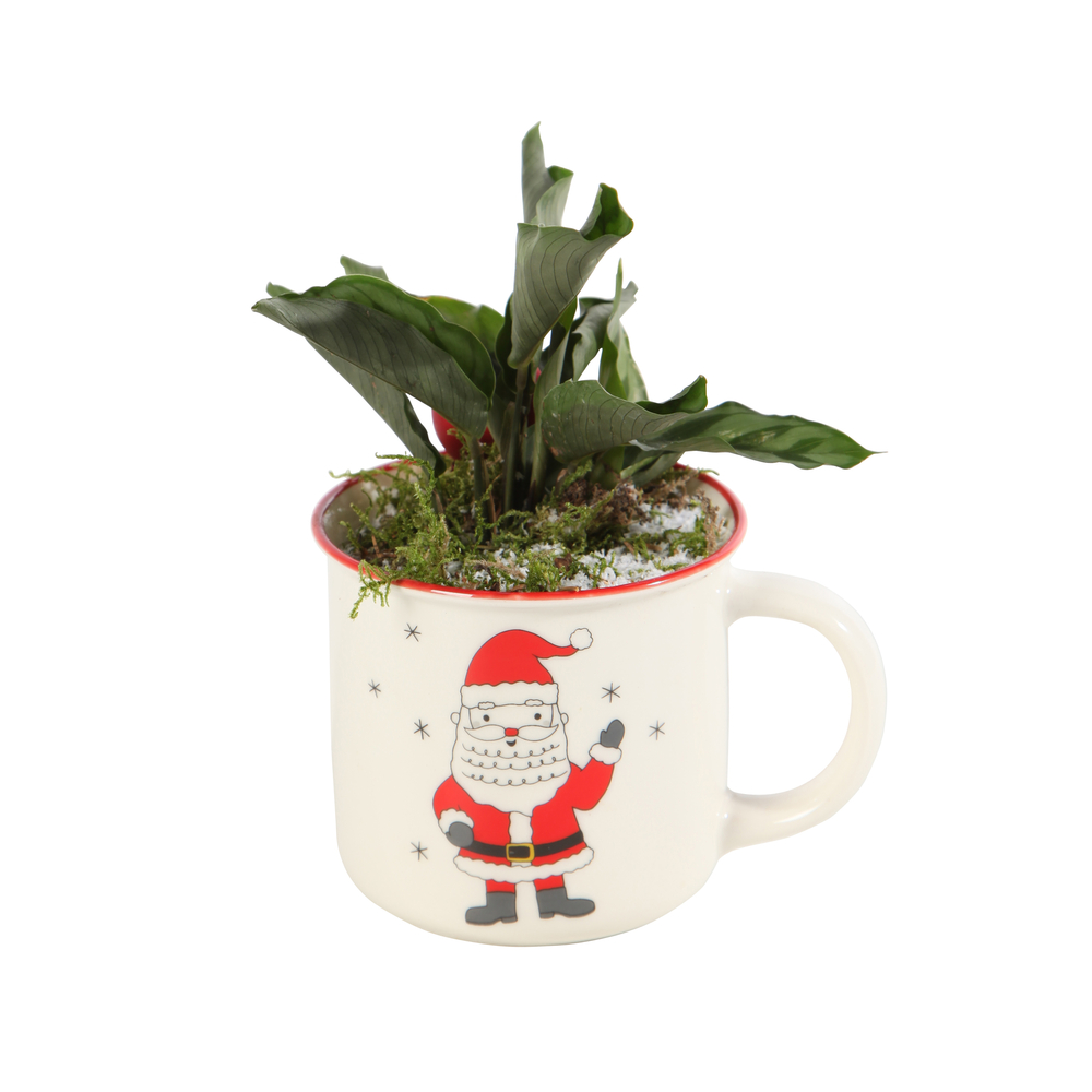 Calathea 'Freddie' mug D 12cm
