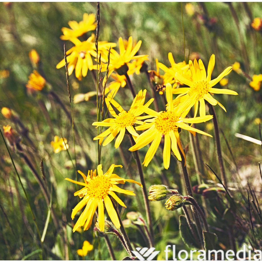 Arnica montana AB : 9 Godets