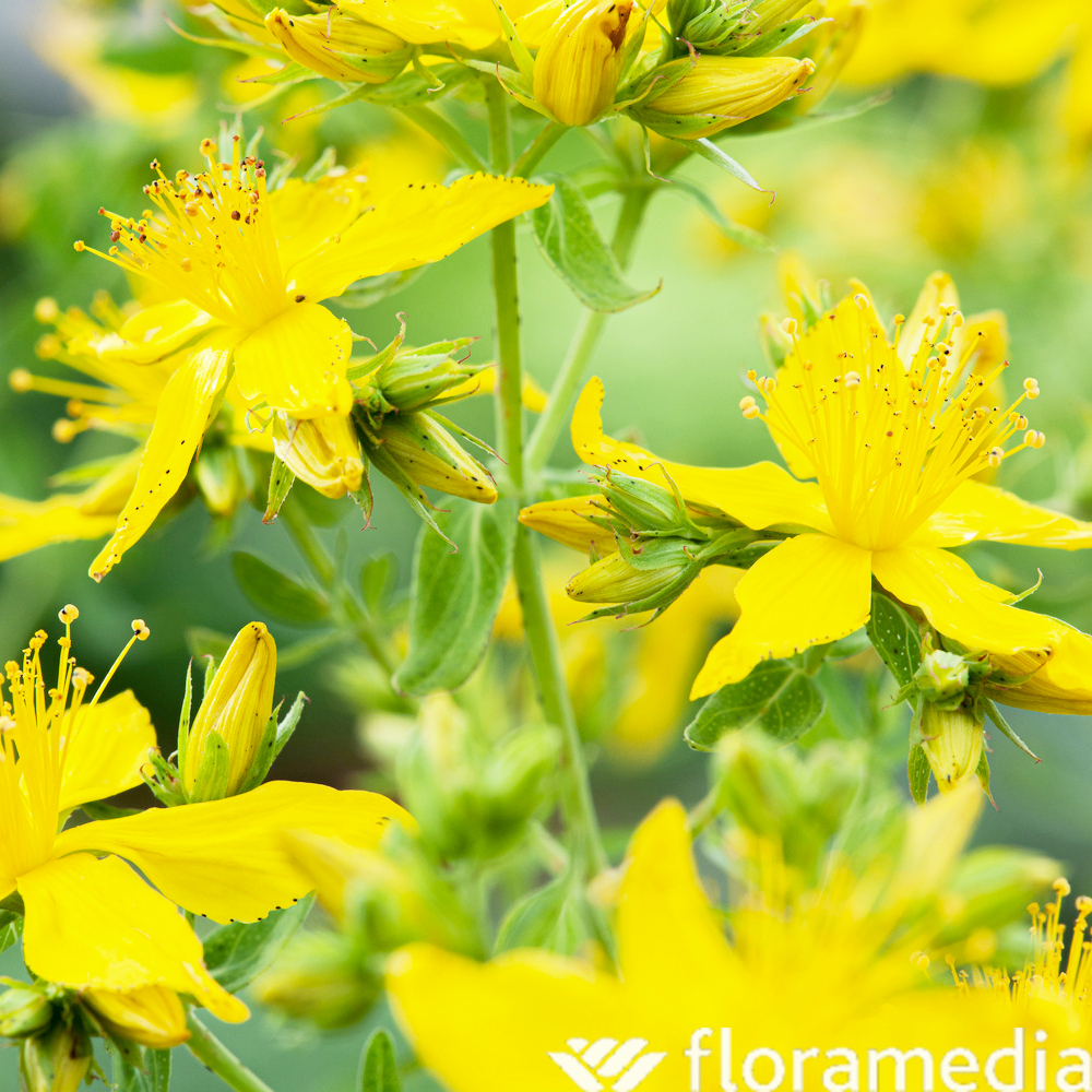 Millepertuis perforé - Godet 9cm - AB