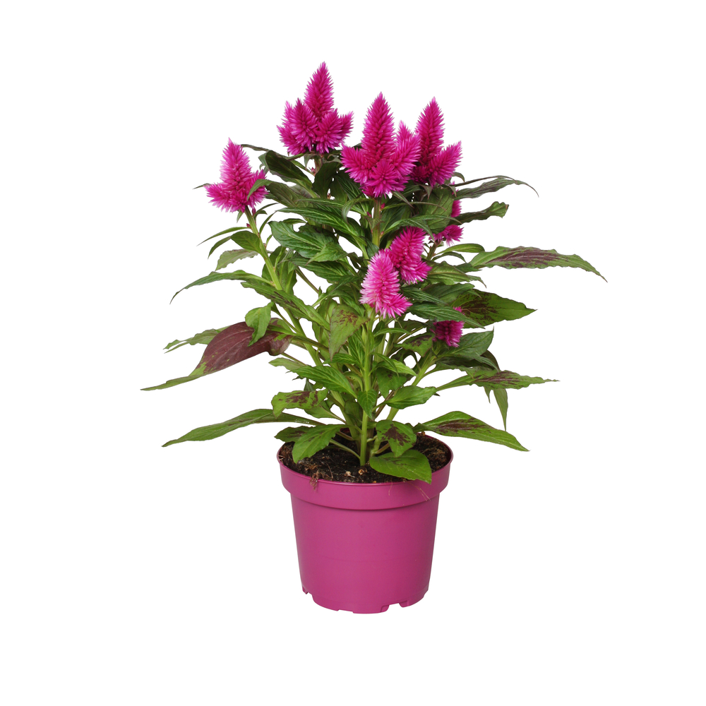 Célosie 'Deep Purple®' - Pot D 11/12cm