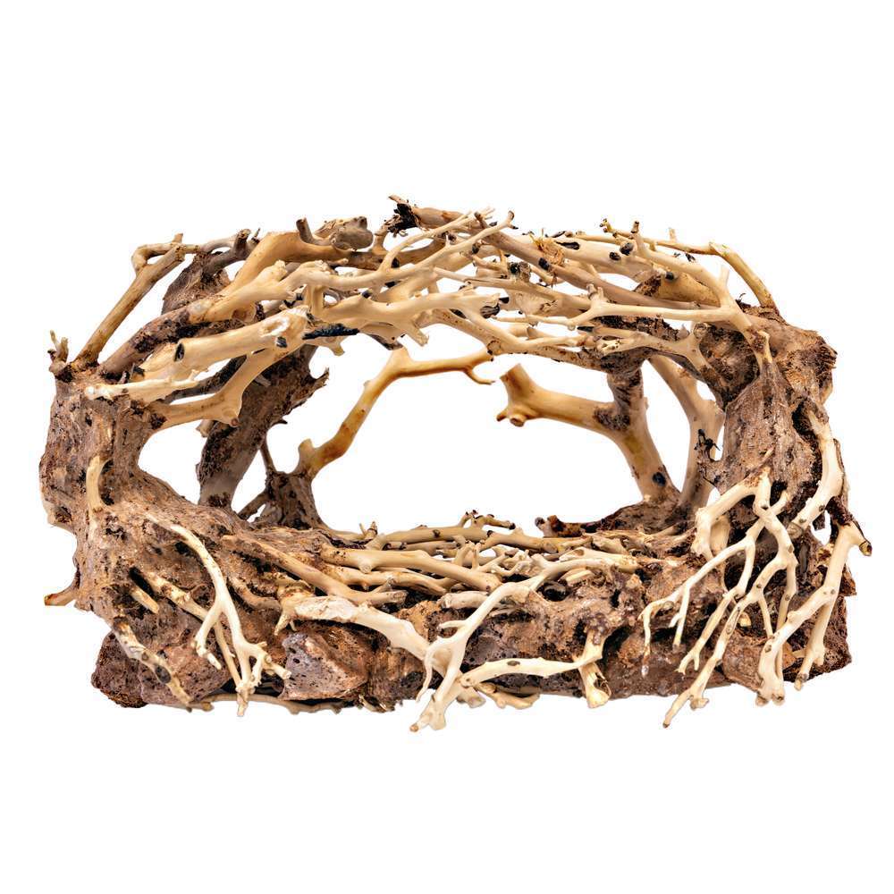 Bonsaï aquarium comment créer un miniécosystème réussi