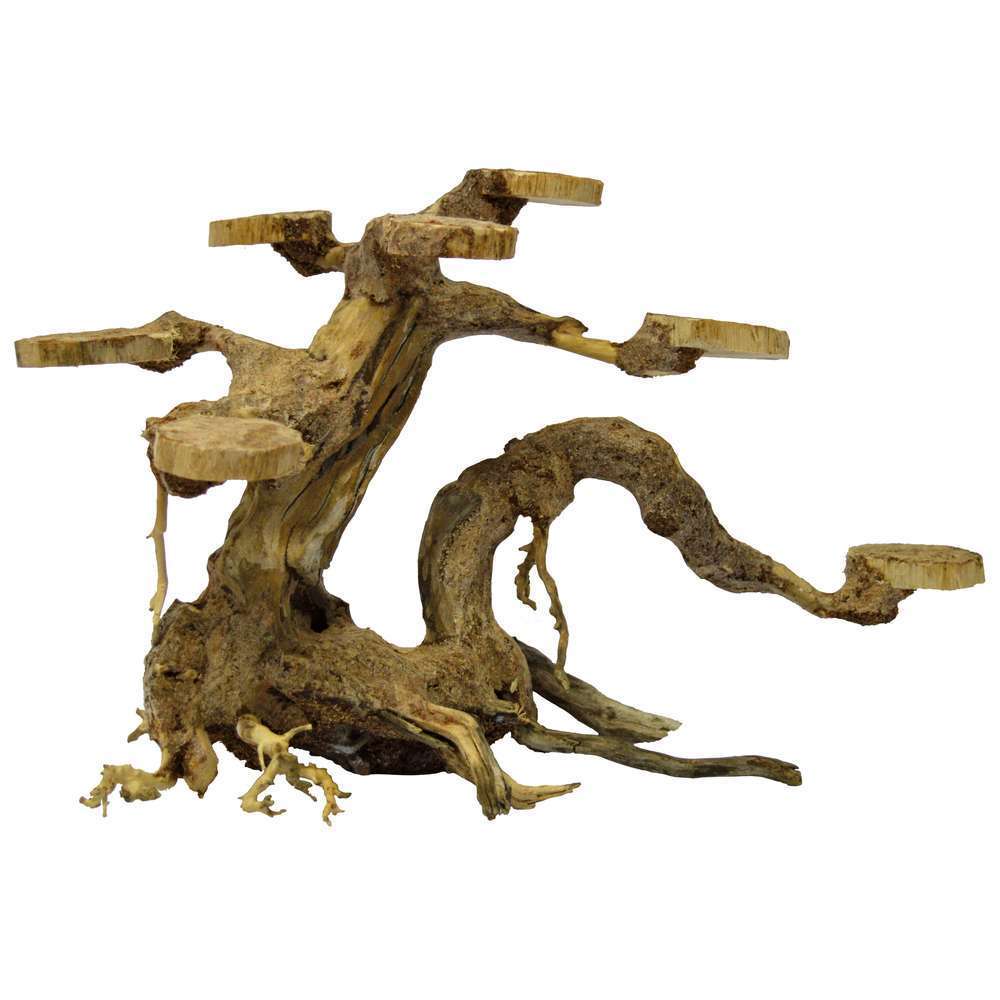 Bonsaï aquarium comment créer un miniécosystème réussi