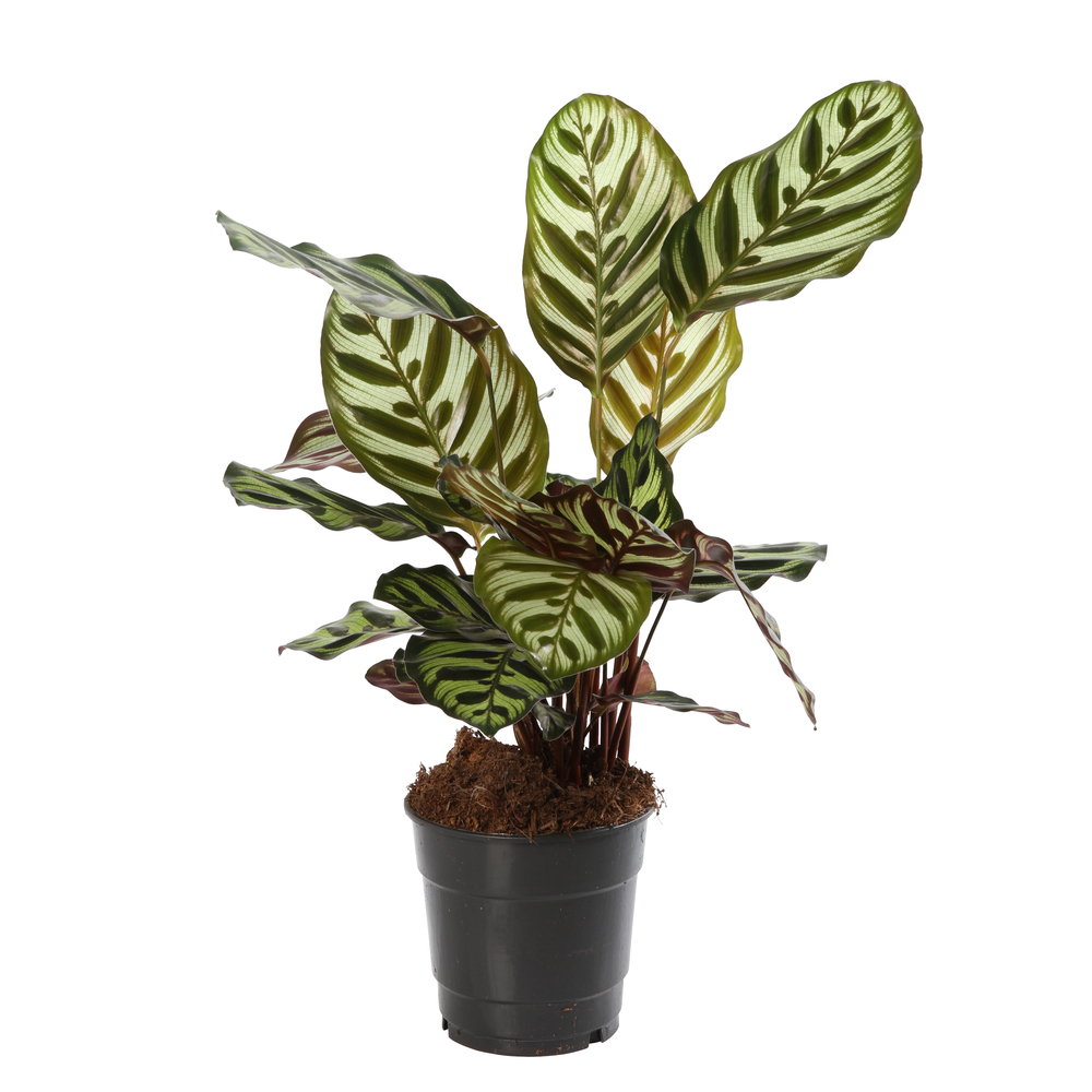 Calathea Pinstripe : pot D12cm