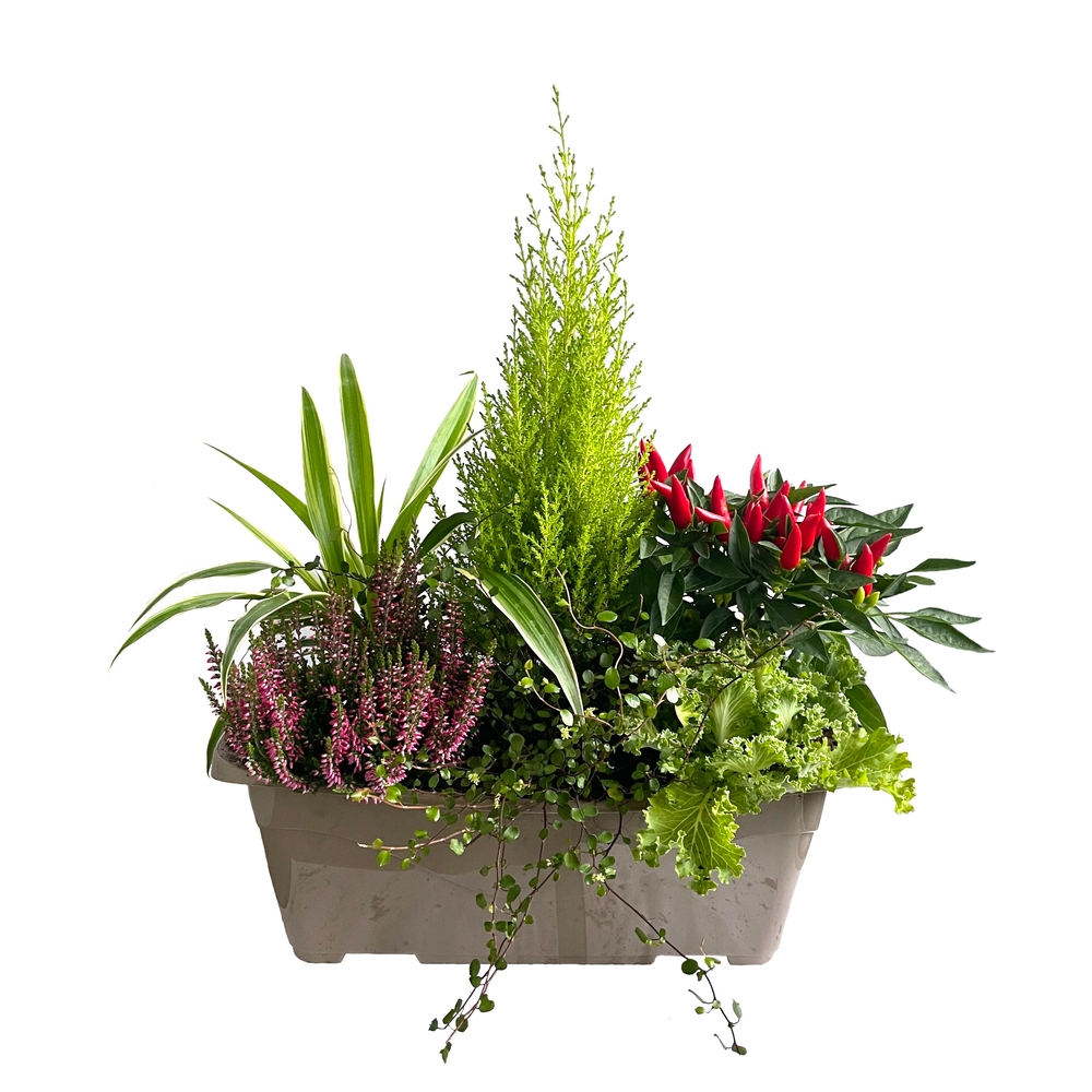 Composition de plantes résistantes au gel : jardinière 40cm