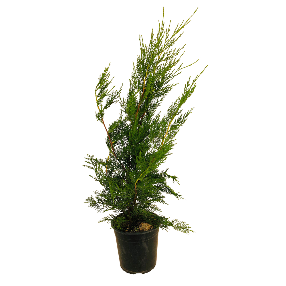 Cupressocyparis leylandii '2001' - pot 3L