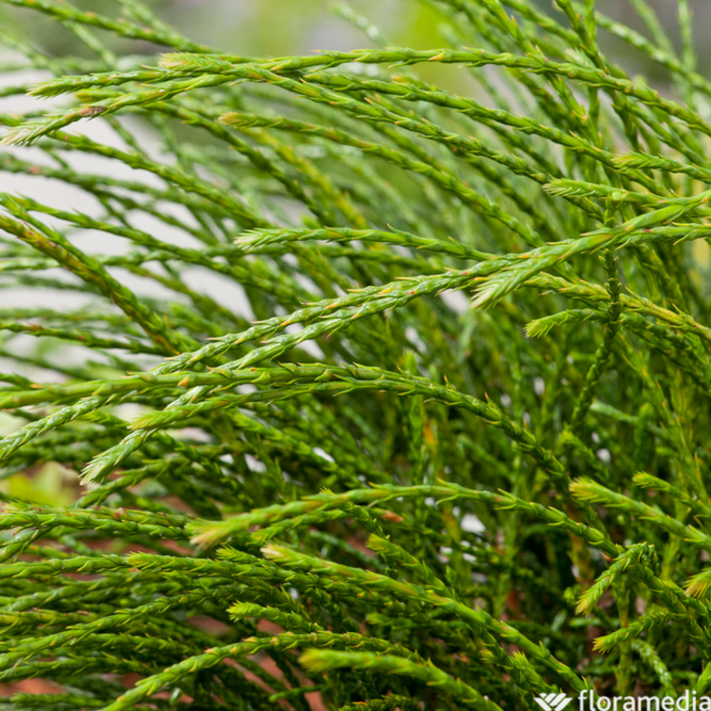 Thuya plicata 'Whipcord' Pot 3L