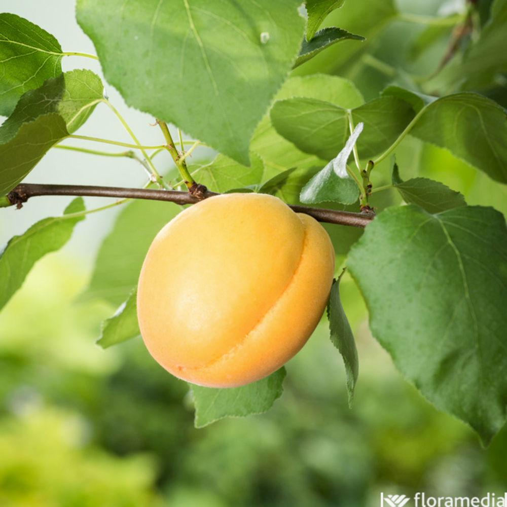 Abricotier Bergeron en 1/2 tige, Label Rouge : pot 15L