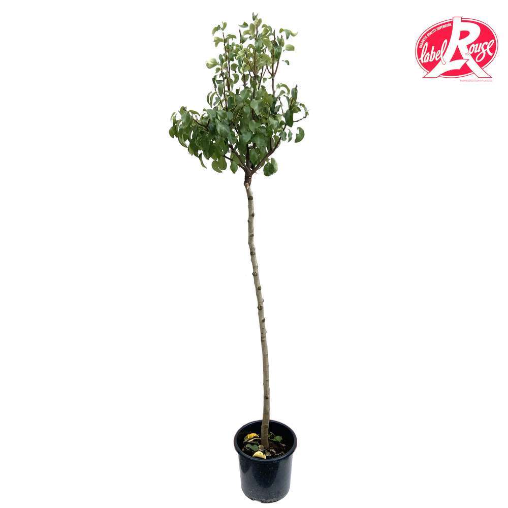 Poirier Williams en 1/2 tige, Label Rouge : pot 15L - 4/5 ans