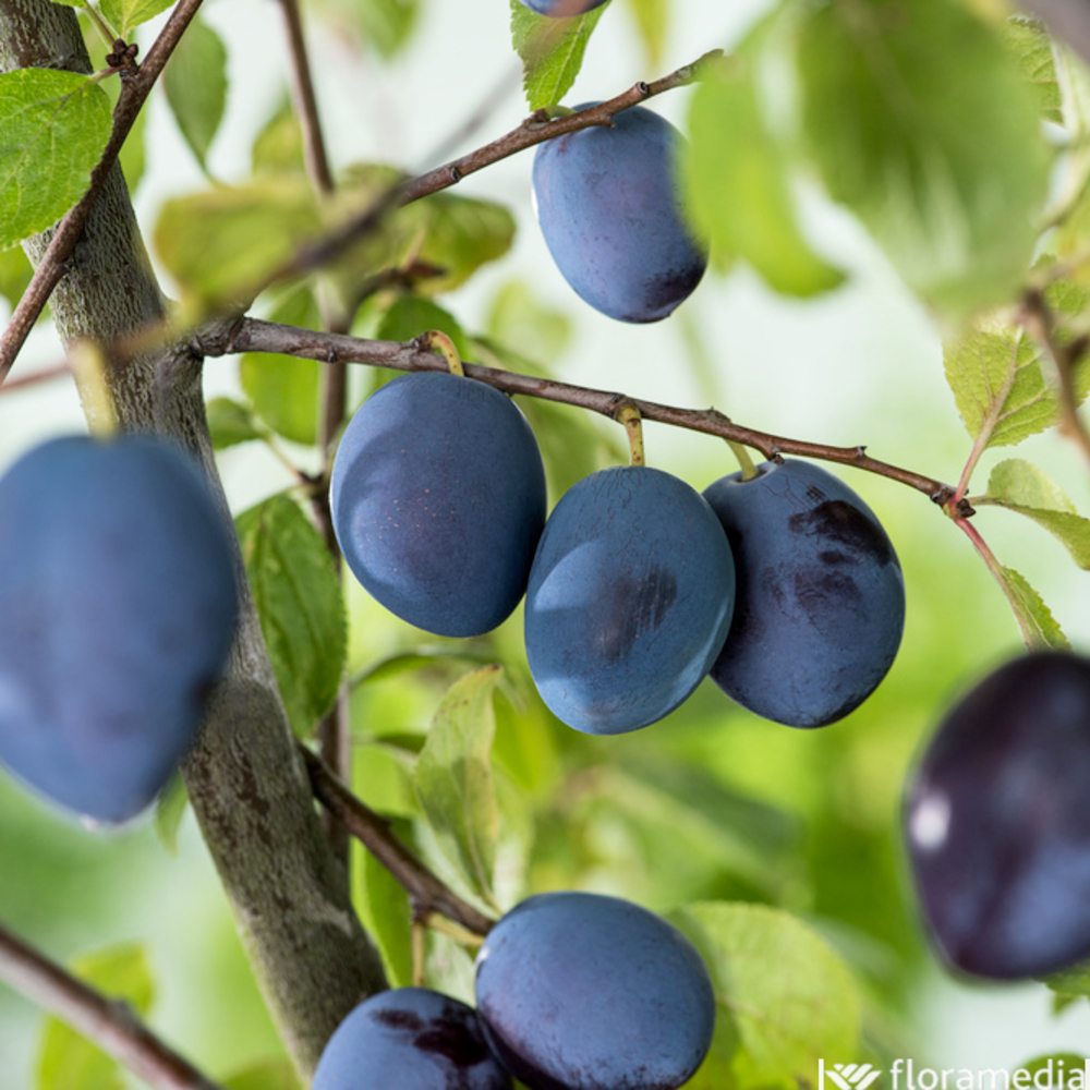 Prunier Quetsche d'Alsace, Label Rouge : pot 12L