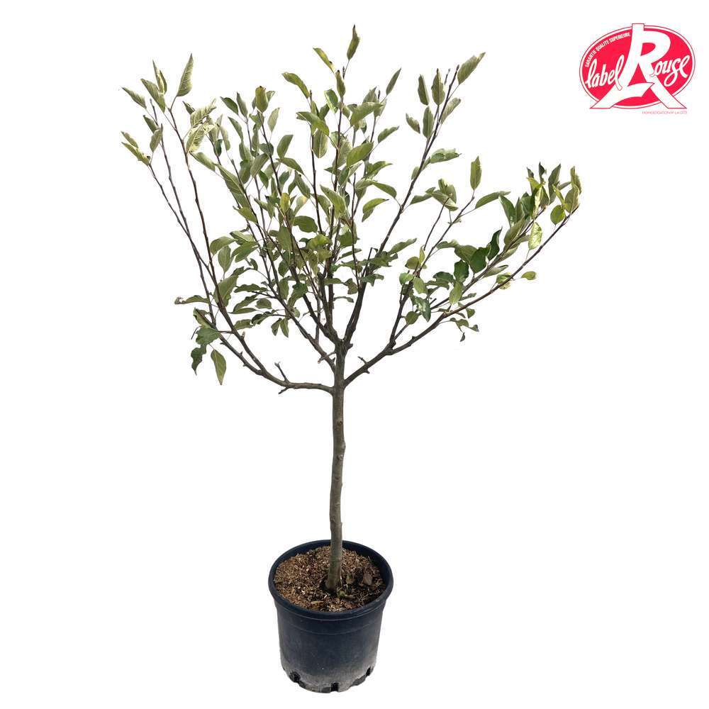 Pommier Reine des Reinettes, Label Rouge : pot 12L