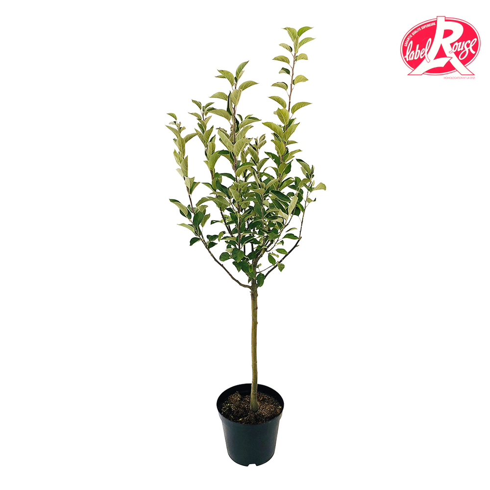 Pommier Reinette blanche du Canada, Label Rouge : pot 12L