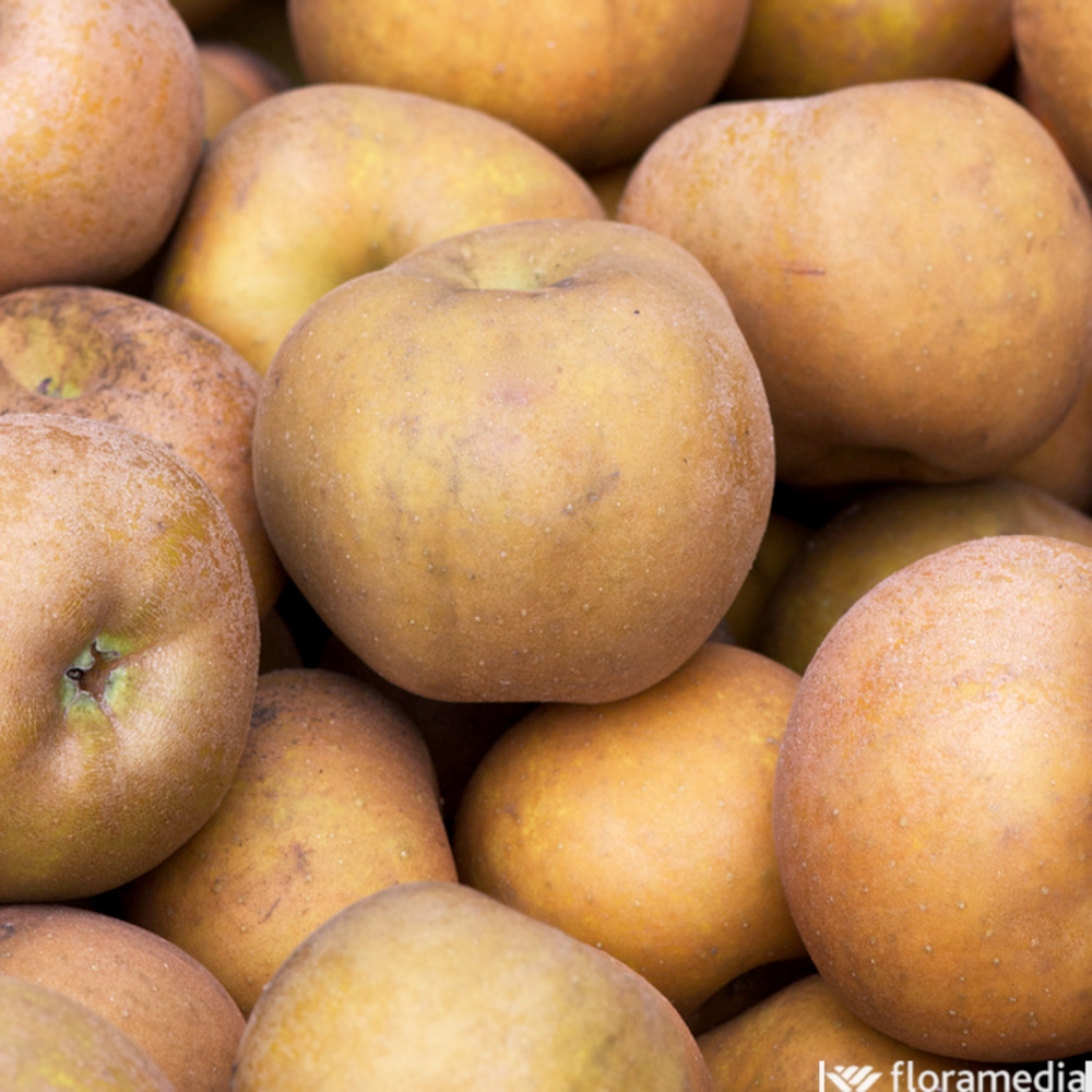 Pommier Reinette blanche du Canada, Label Rouge : pot 12L