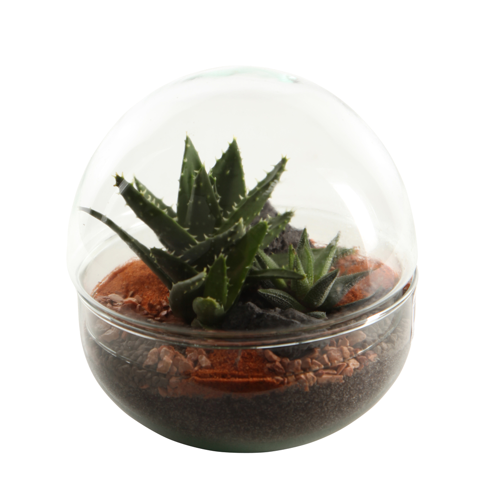 Achetez Votre Cactus Unique - Plante D'intérieur Durable et Élégante – La  Green Touch