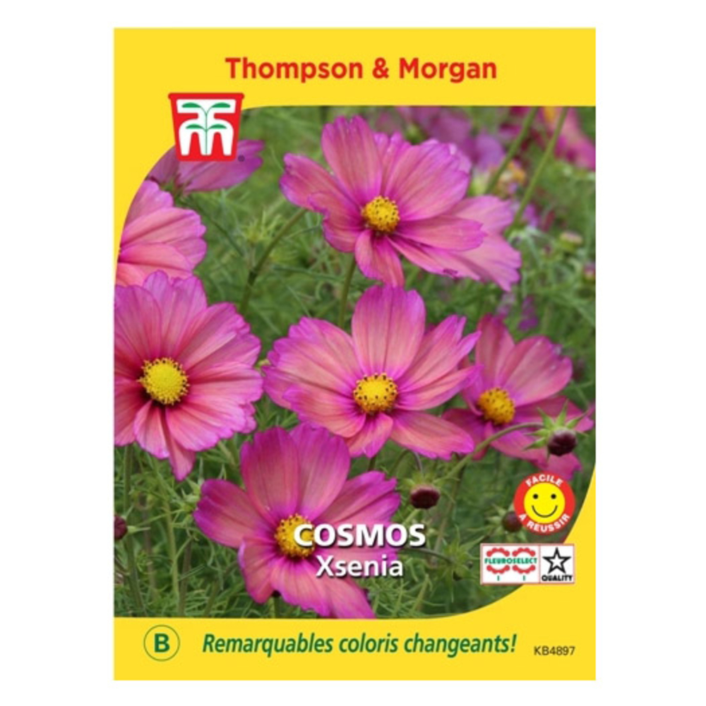 Graines de Cosmos Xsenia