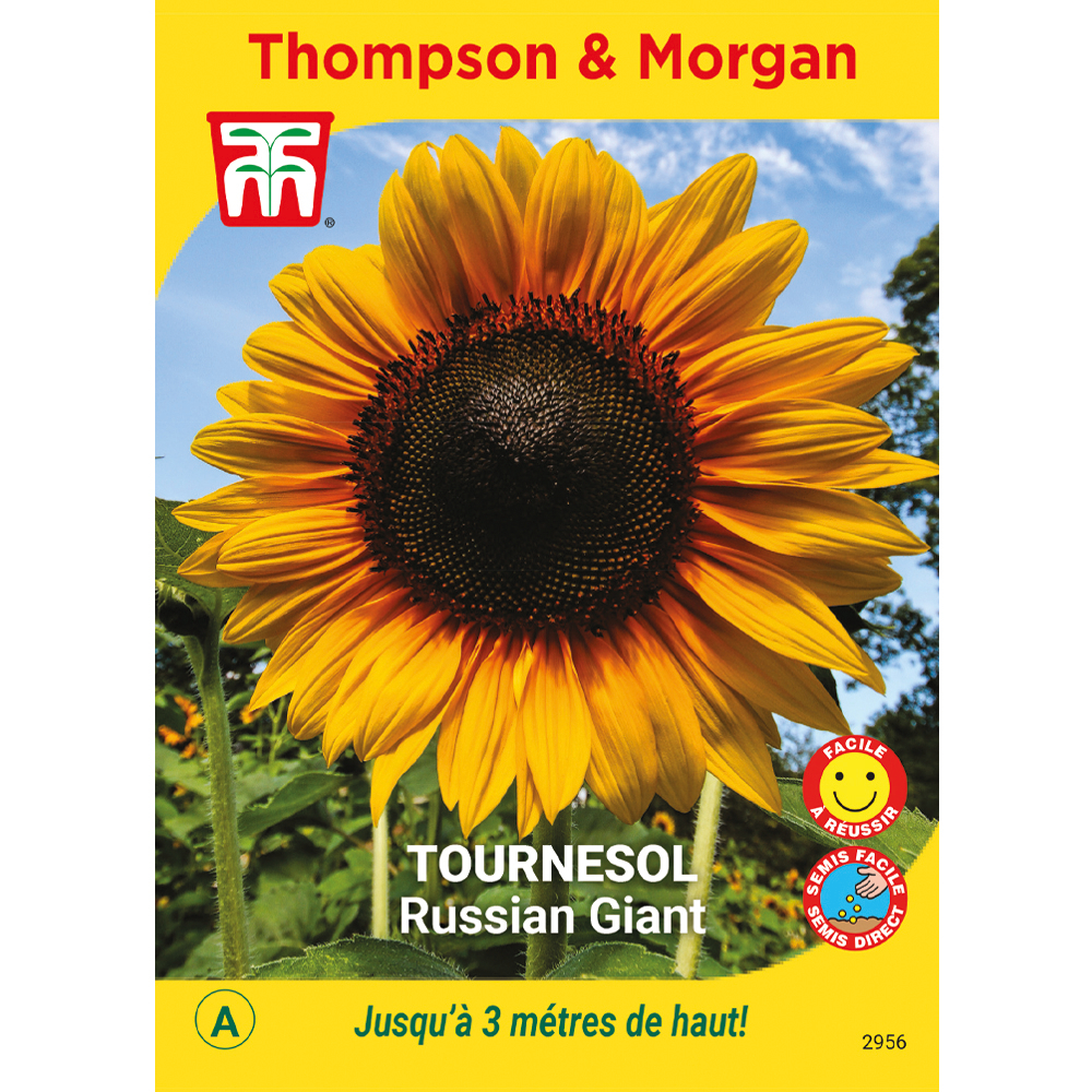 Graines de Tournesol Russian Giant