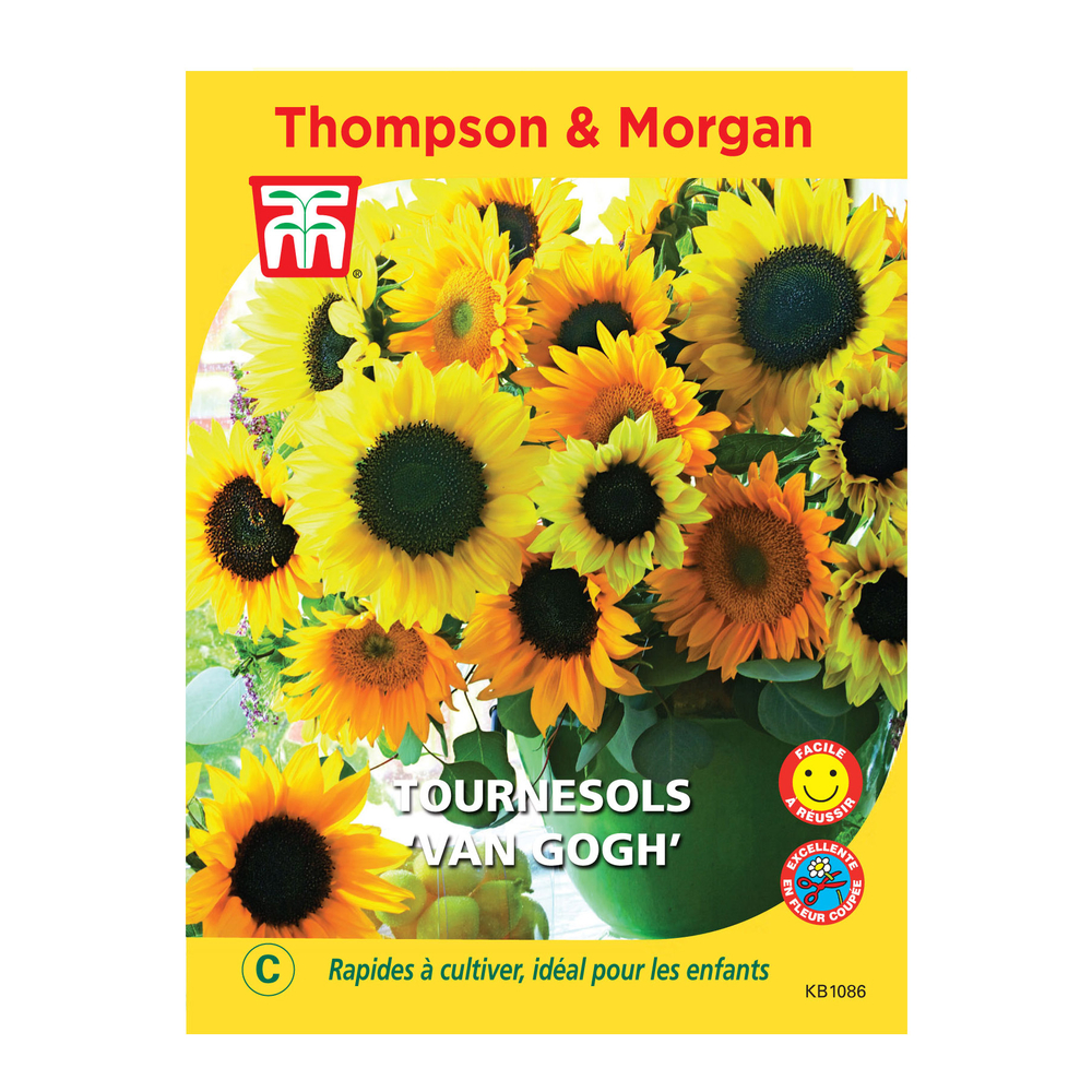 Graines de Tournesols Van Gogh