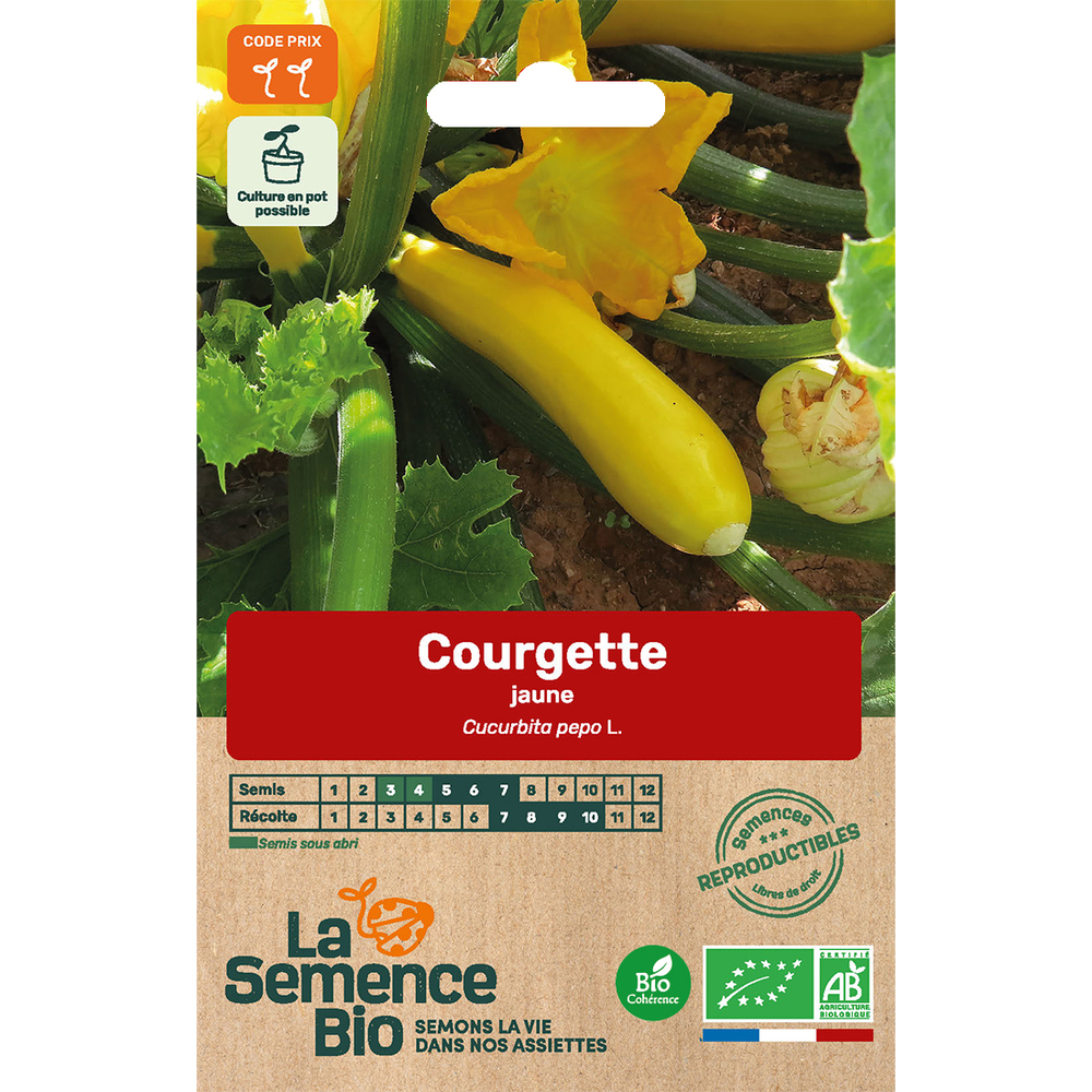 Graines de légumes Courgette jaune Bio