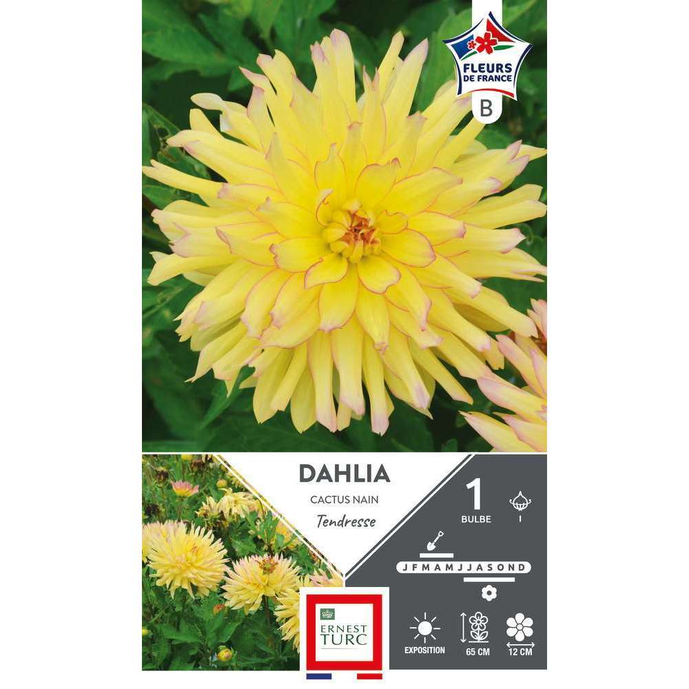 "Planter des bulbes de dahlias nains guide complet"