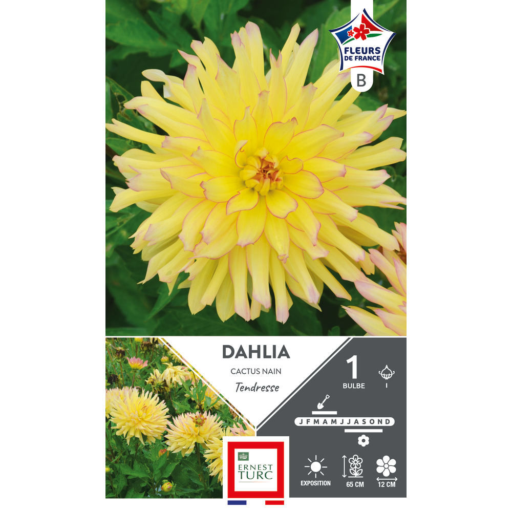 Bulbe de Dahlia Cactus Nain Tendresse I x 1