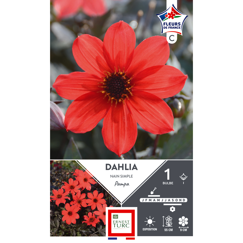 Bulbe de Dahlia Nain Simple Pampa I x 1