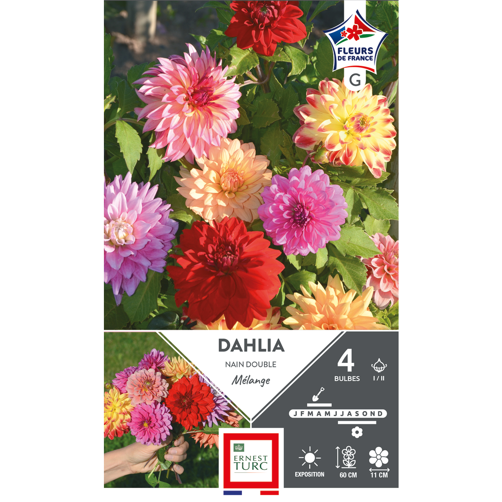 "Planter des bulbes de dahlias nains guide complet"
