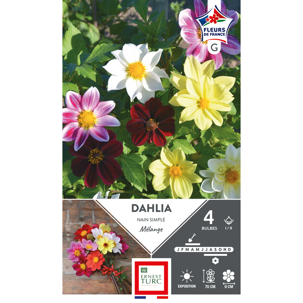 Bulbes de Dahlia nain simple mélange I/II x 4