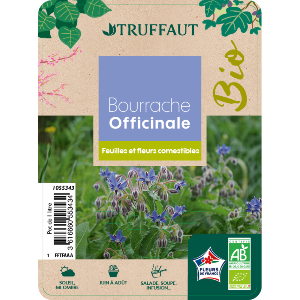 Plants de Bourrache AB : pot de 1 litre