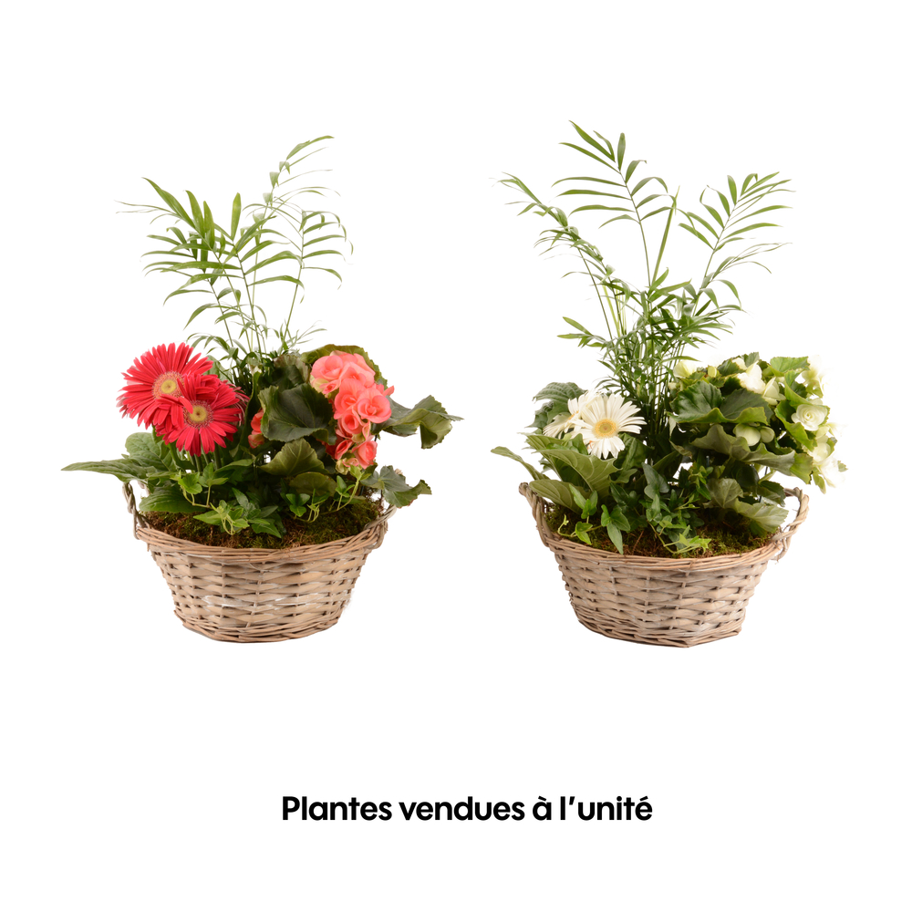 Compo 4 plantes d'intérieur en panier H45cm