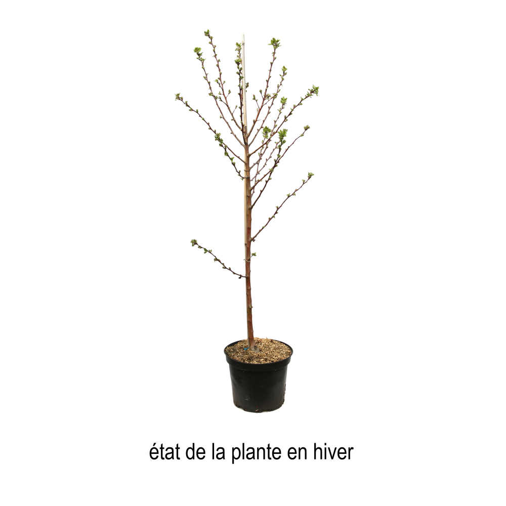 Pommier d'ornement 'Evereste' Pot 10L- Quenouille