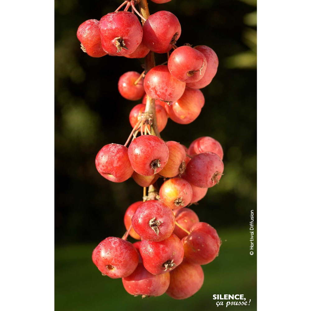 Pommier d'ornement 'Evereste' Pot 10L- Quenouille