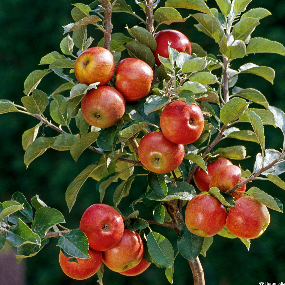 Pommier nain Croquella® 'Delgrina' -Pot 7,5L