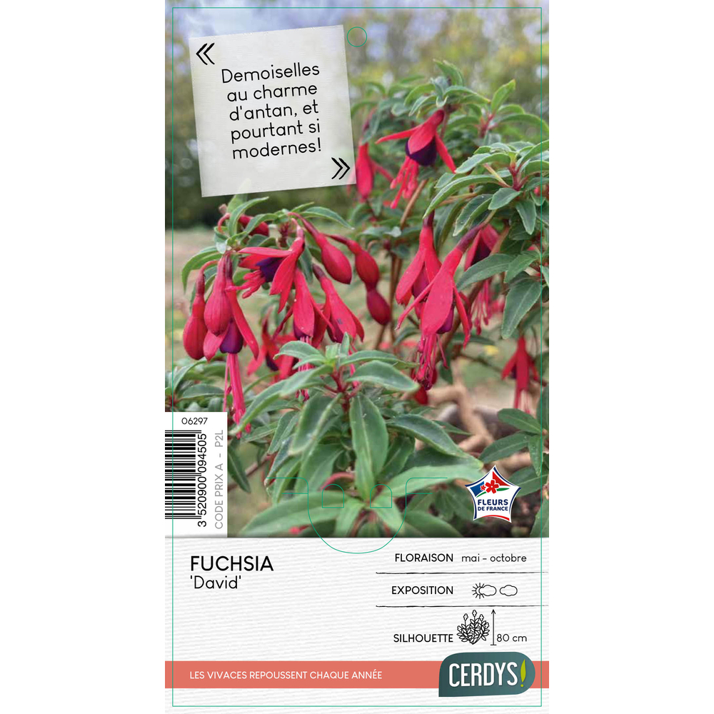 Fuchsia 'David' : pot 2L