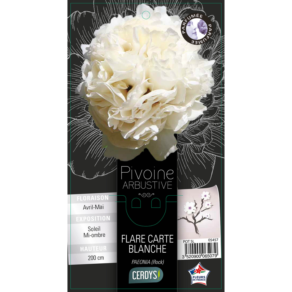 Pivoine arbustive blanche : pot 5L