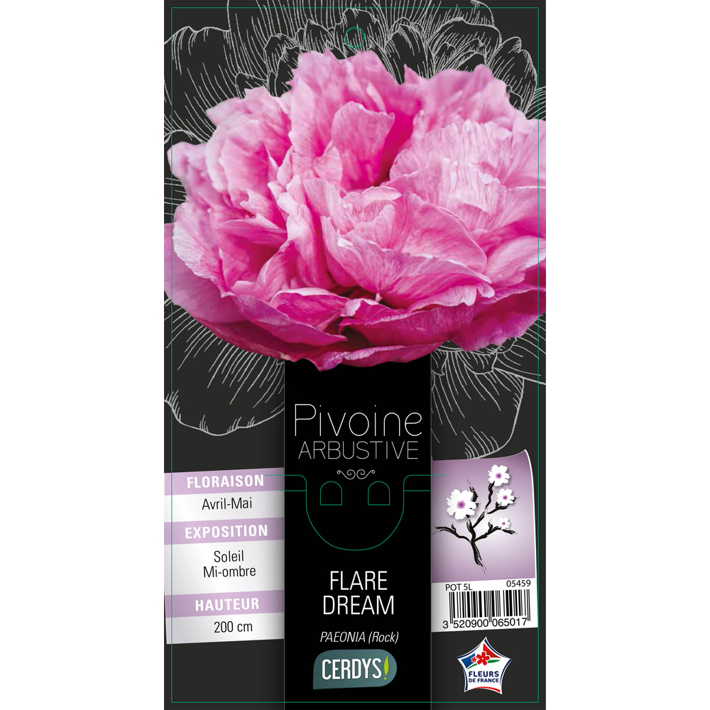 Pivoine arbustive lavande : pot 5L