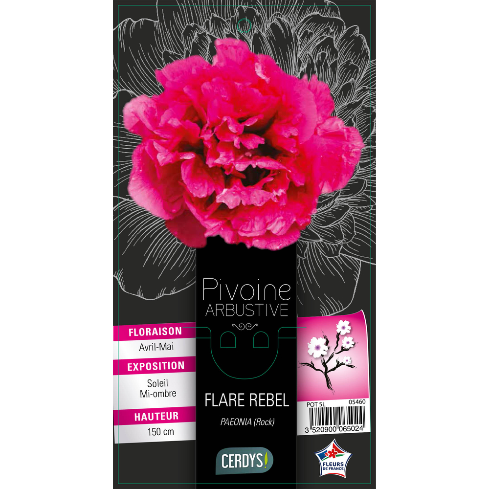 Pivoine arbustive violette : pot 5L