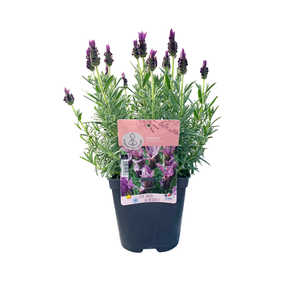 Lavande Stoechas - Pot D 17cm