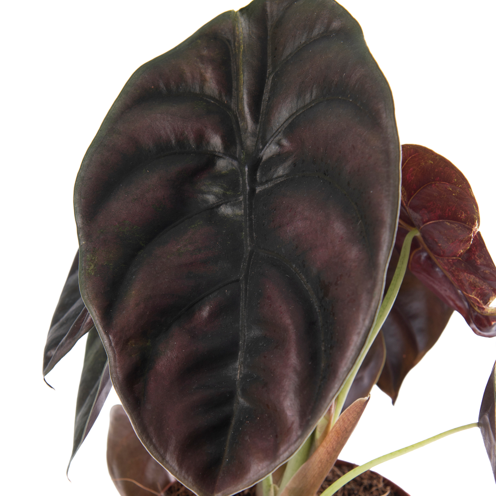 Alocasia Red Secret: Pot D12 cm