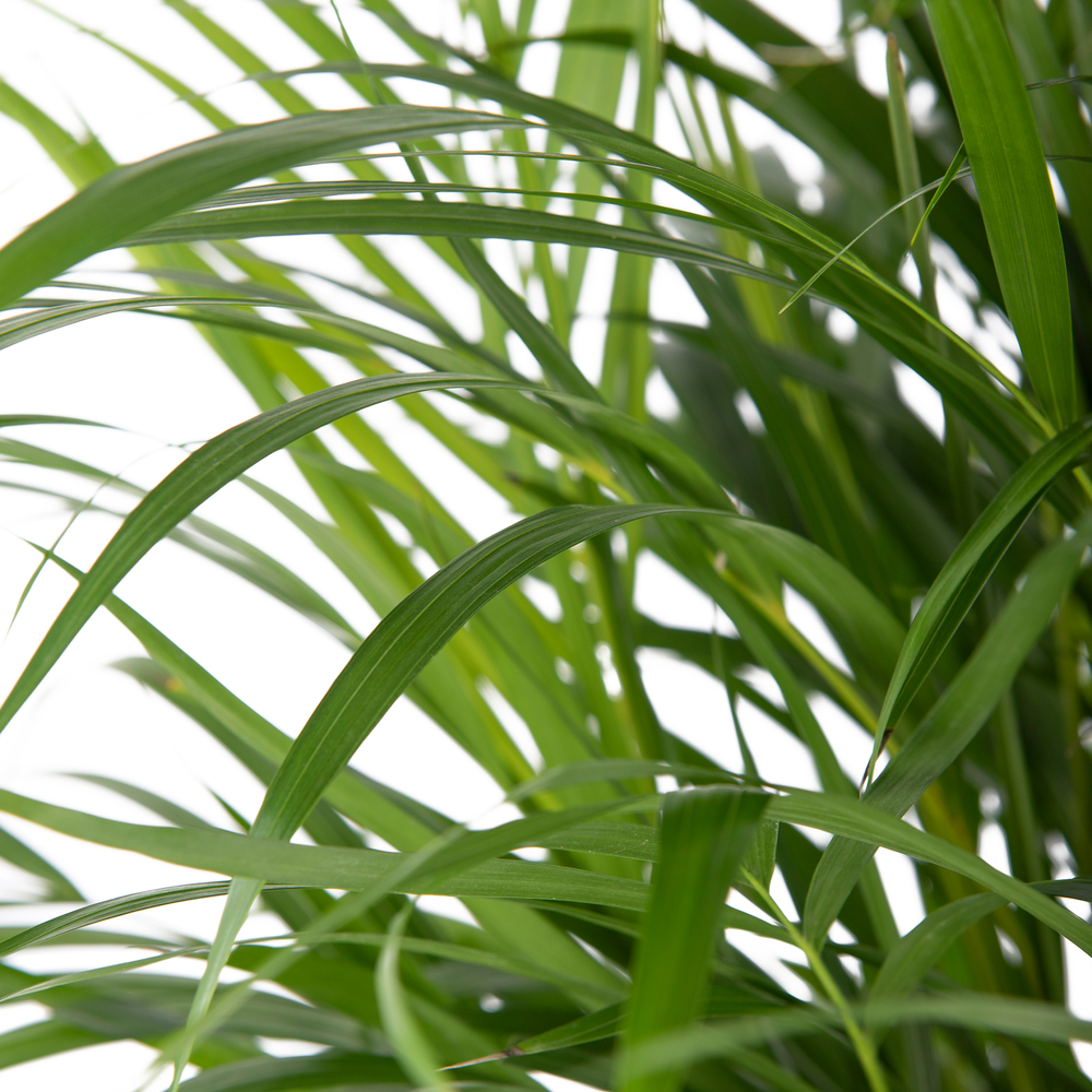 Palmier, Areca Dypsis - pot D. 21 cm