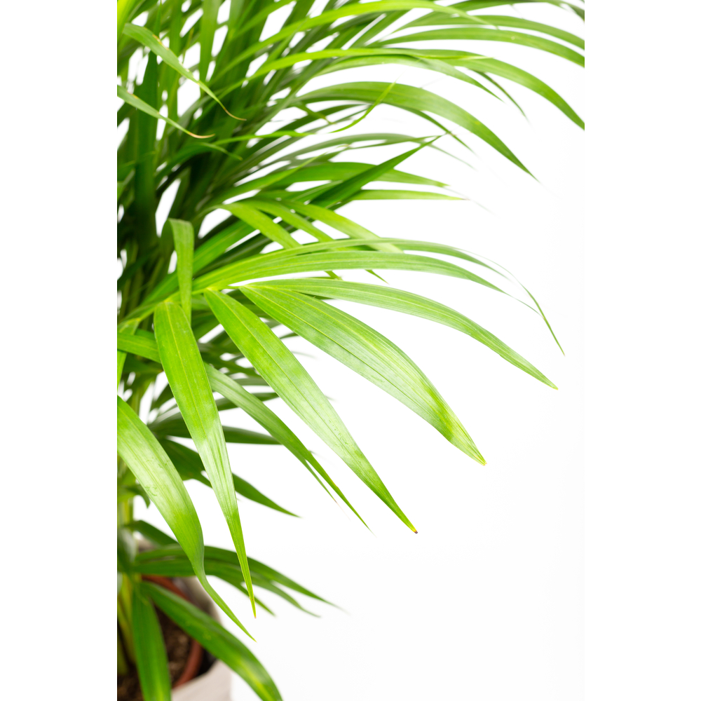 Palmier, Areca Dypsis - pot D. 24 cm