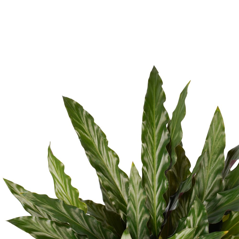 Calathea Elgergrass: Pot D17 cm