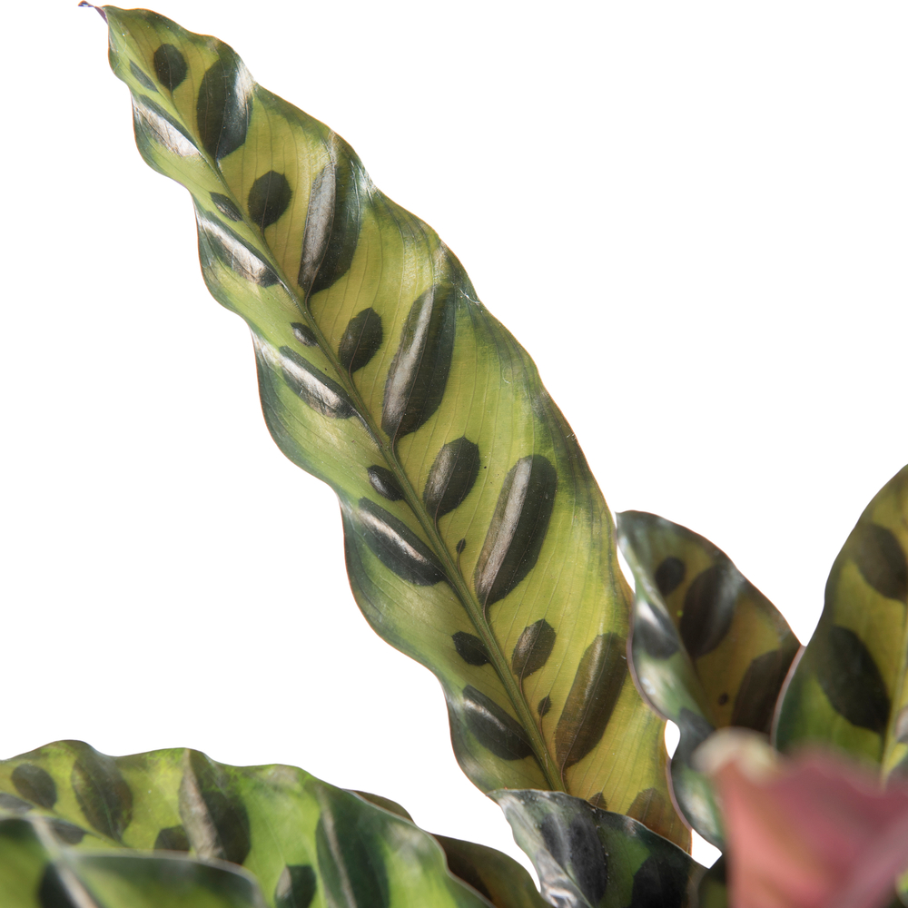 Calathea Insigne: Pot D12 cm